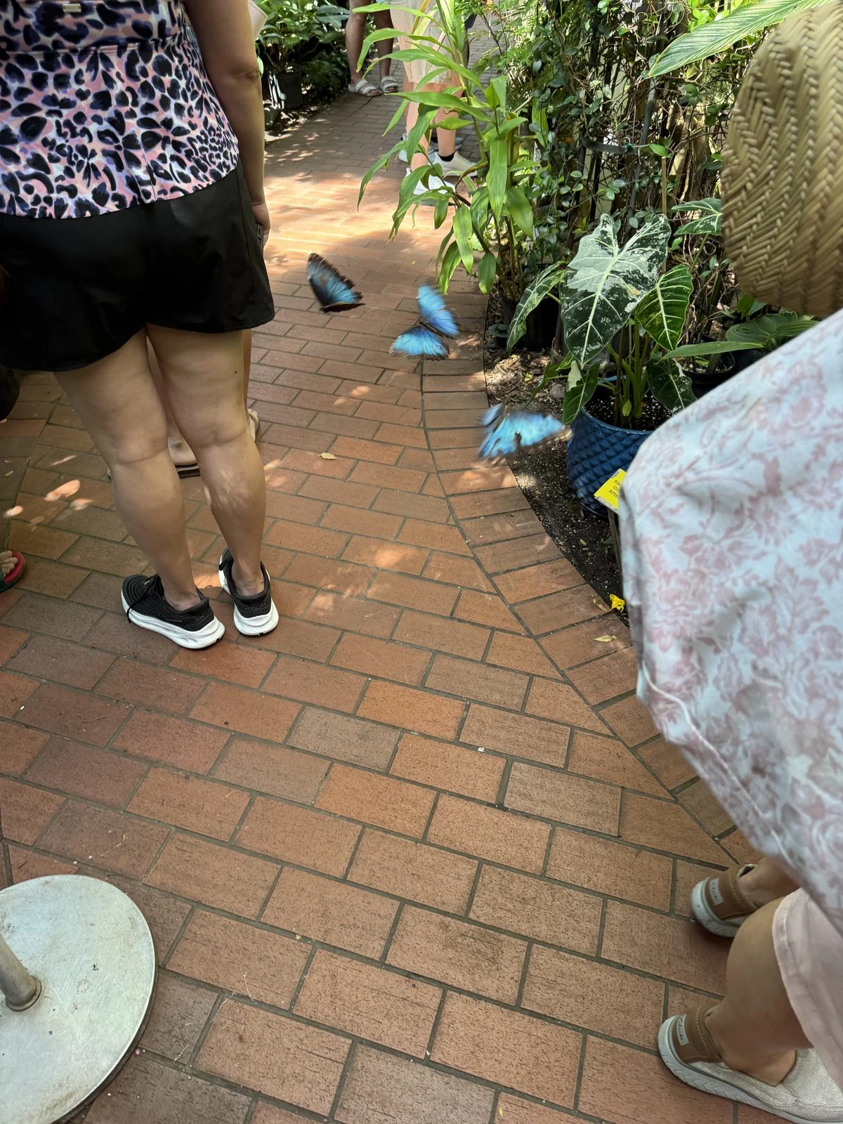 Several bright blue butterflies flying above the brick walkway beside tropical plants and visitors at the Key West Butterfly Conservatory.