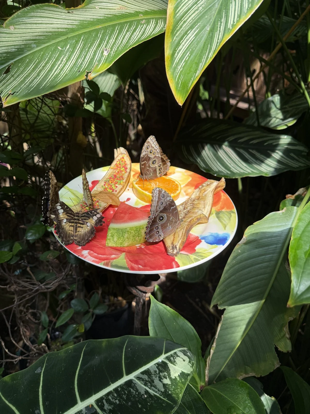 Butterflies resting on orange slices, watermelon, and bananas on a feeding dish among tropical leaves.