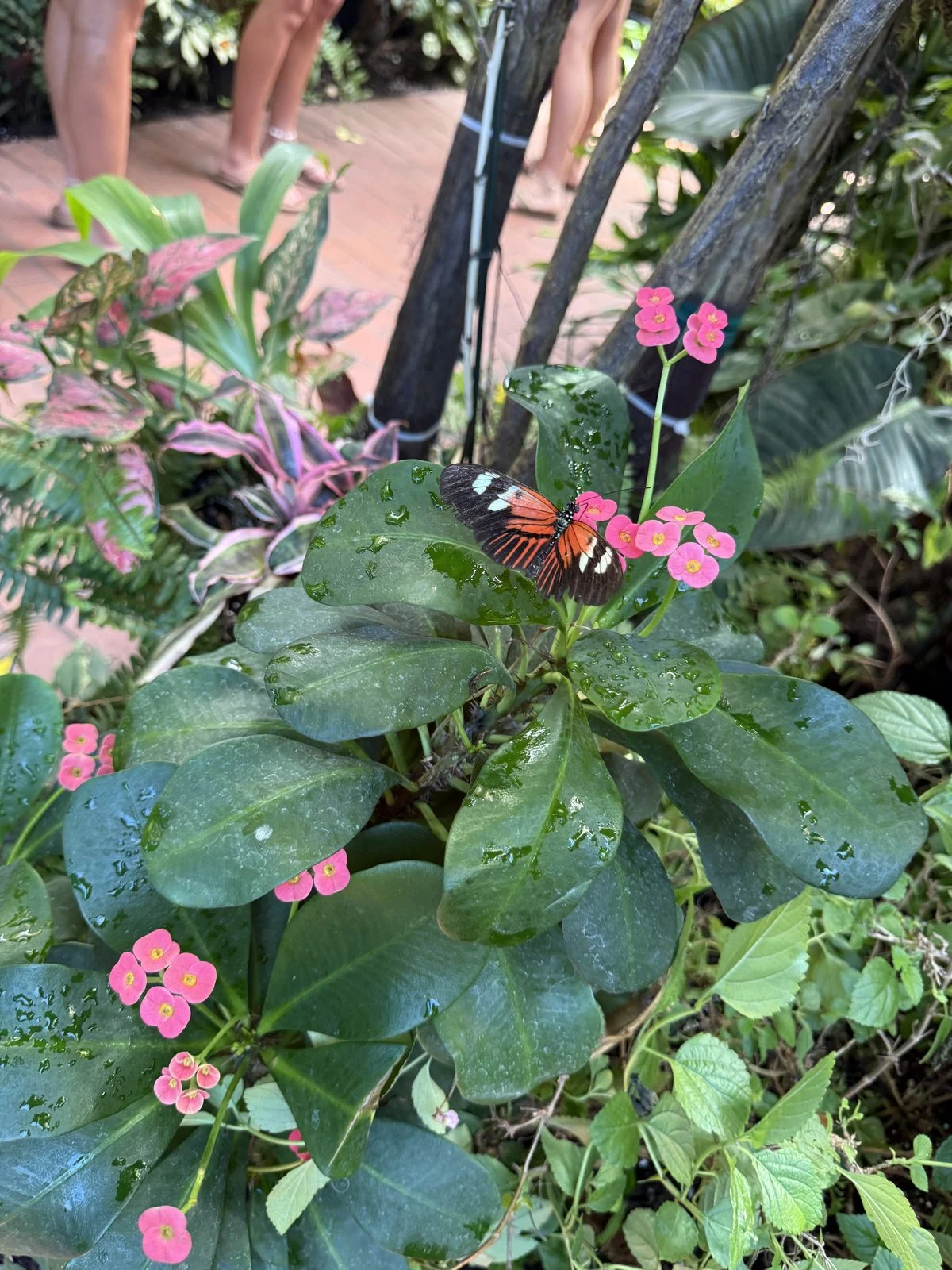 An orange, black, and white butterfly resting on small pink flowers among glossy green leaves.