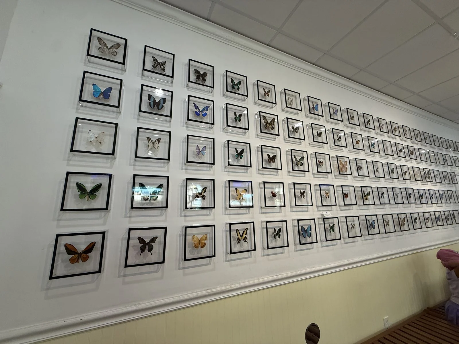 Rows of framed butterfly specimens in different colors and wing patterns at the Key West Butterfly & Nature Conservatory.