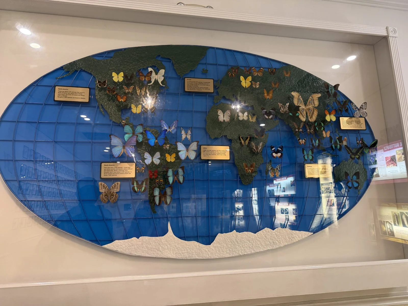World map display with butterfly specimens arranged by continent at the Key West Butterfly & Nature Conservatory.