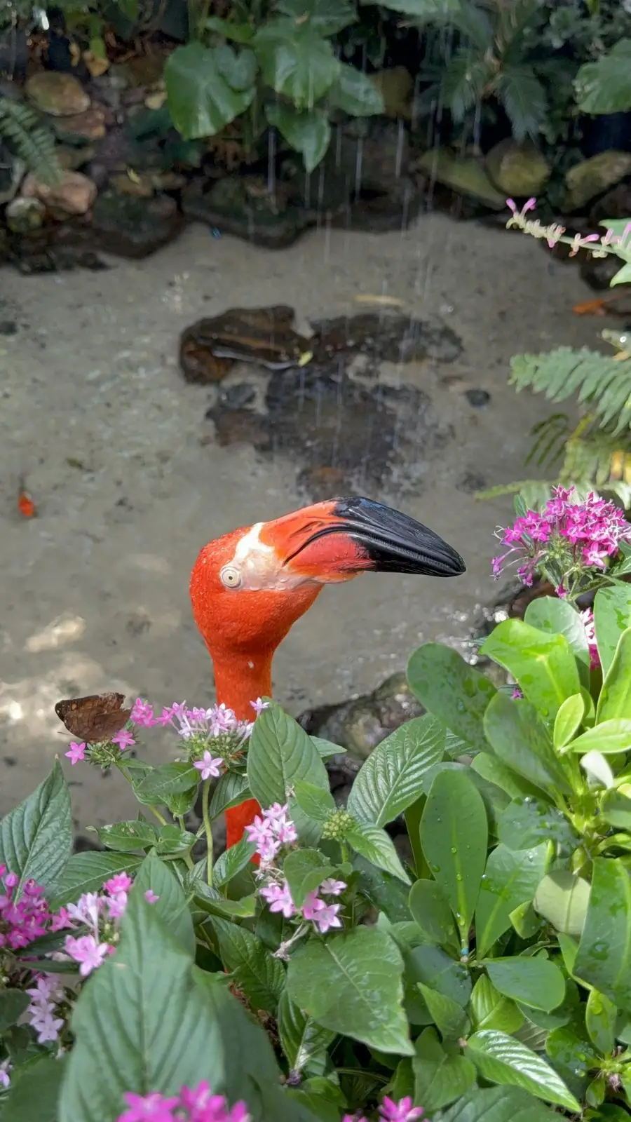 Key West Butterfly & Nature Conservatory: The Stop That Made Me Wish We’d Brought the Kids