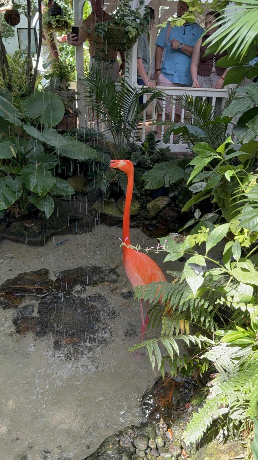 A coral-colored flamingo standing beside a water feature among tropical plants at the Key West Butterfly & Nature Conservatory.