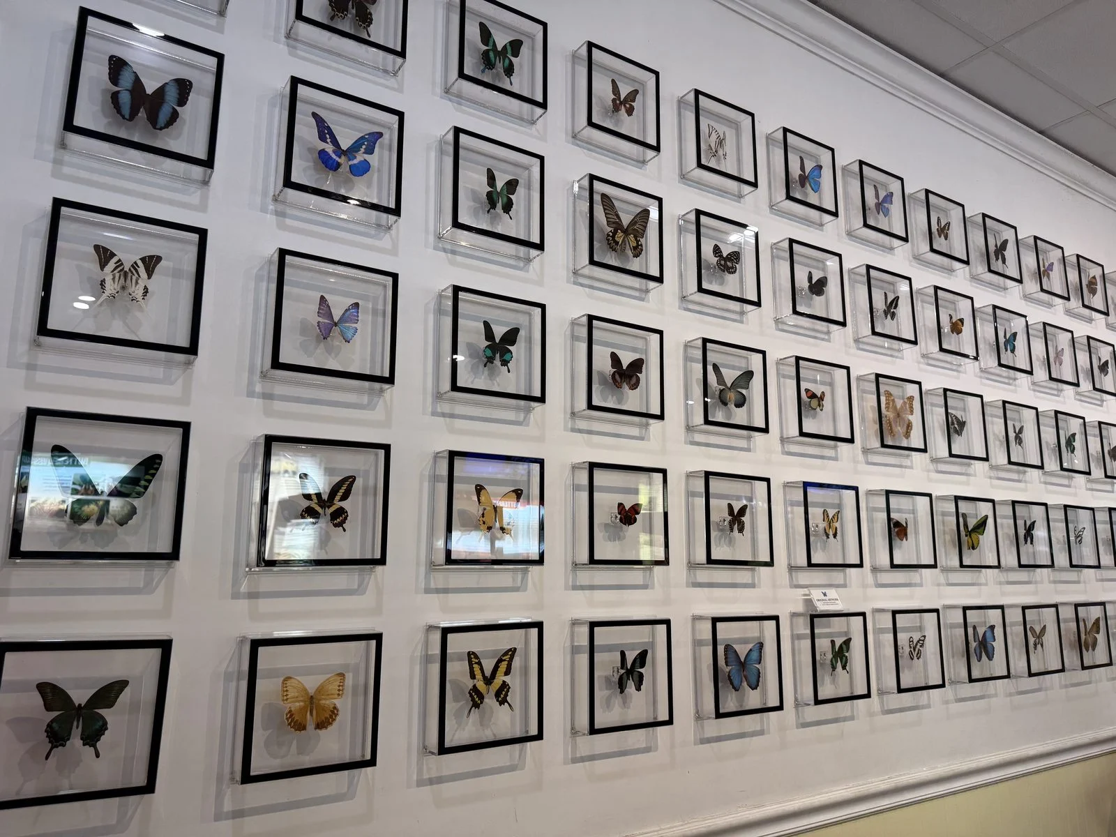 Close view of framed butterfly specimens with blue, green, gold, and patterned wings on a conservatory display wall.
