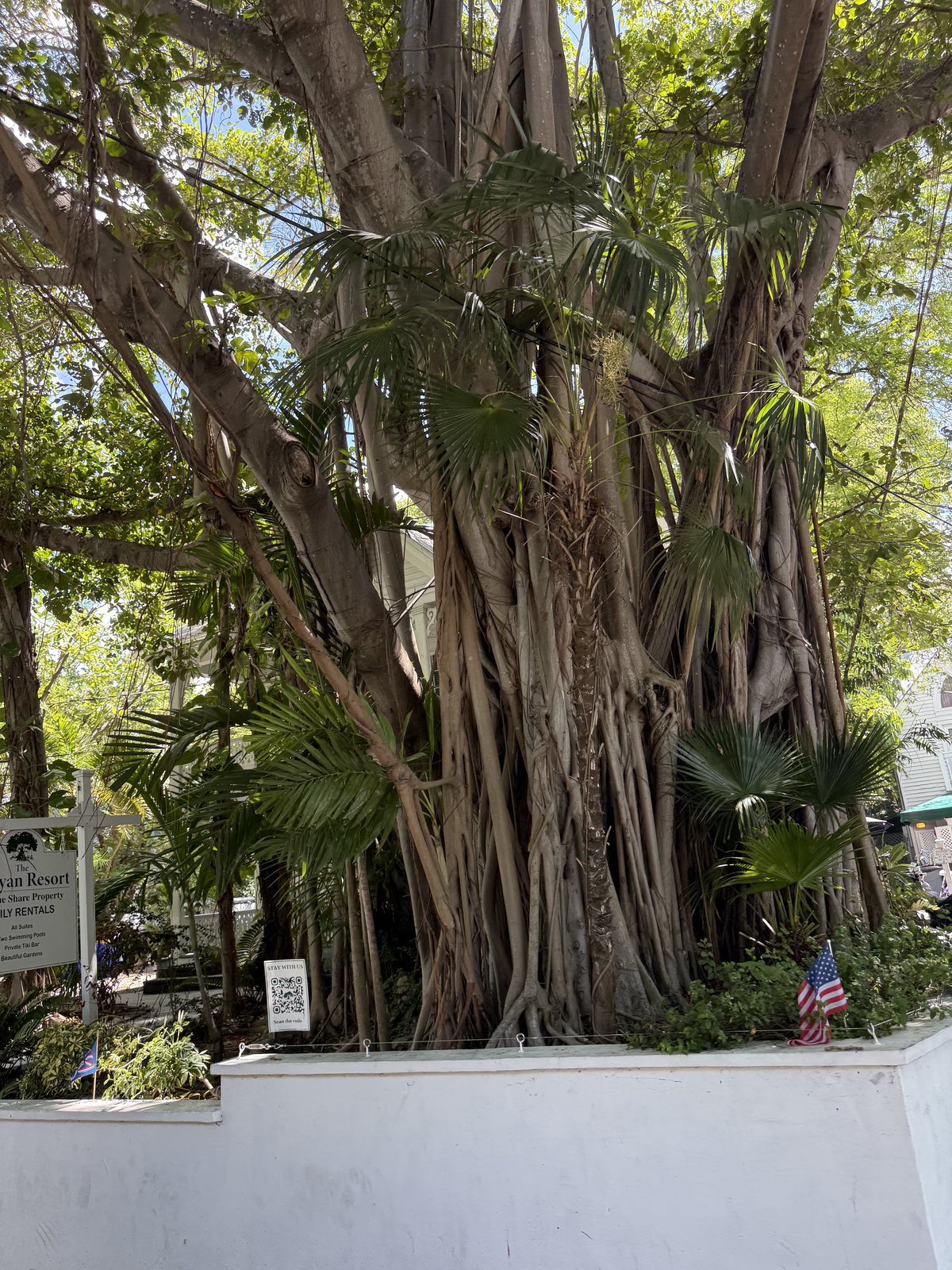 Large tree with hanging aerial roots and dense greenery beside a Key West street.